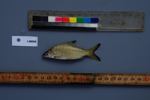 Banded distichodus (Distichodus fasciolatus) — Distichodontidae — 5