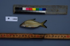 Many Barred Distichodus photo 4