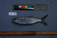 Alestes macrophthalmus