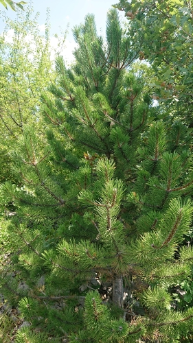 Bor (Pinus)