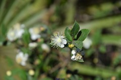 Myrtus communis