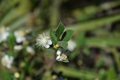Myrtus communis