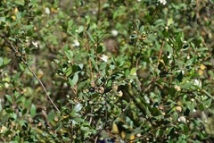 Myrtus communis