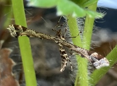 Amblyptilia punctidactyla