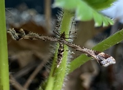 Amblyptilia punctidactyla