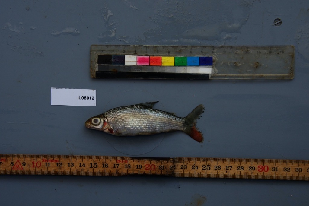 Gevlekte distichodus (Distichodus maculatus) — Distichodontidae