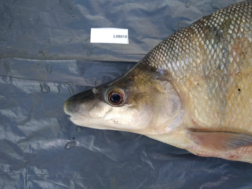 Long-snouted distichodus (Distichodus lusosso) — Distichodontidae