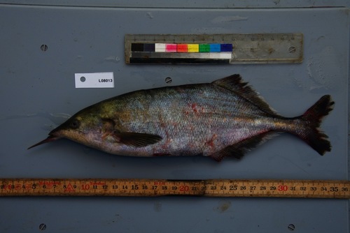 Donny's elephantfish (Genyomyrus donnyi) — Mormyridae — 2