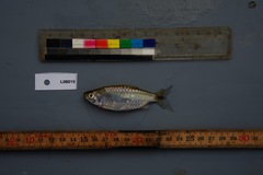 Brycinus imberi