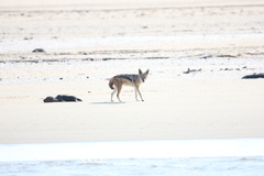 Lupulella mesomelas mesomelas