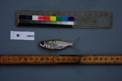 Bryconaethiops macrops