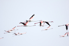 Phoenicopterus roseus