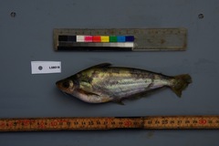 Eutropiichthys