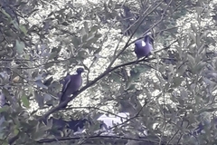 Columba palumbus