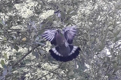 Columba palumbus