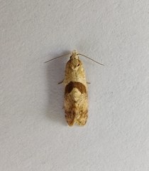 Cochylidia implicitana