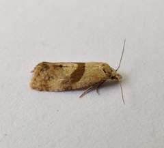 Cochylidia implicitana