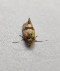 Cochylidia implicitana