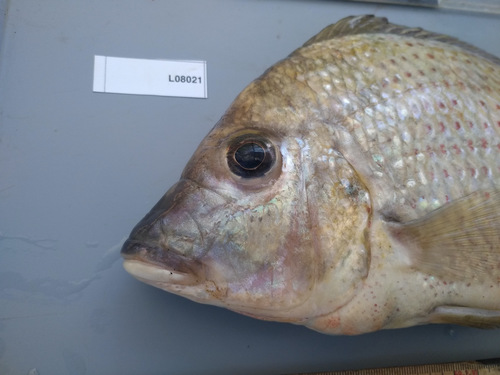Variable tylochromis (Tylochromis variabilis) — Cichlidae — 3