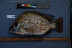 Tylochromis