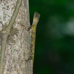 Draco quinquefasciatus