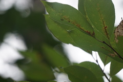 Corythucha associata