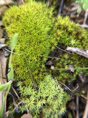 Didymodon torquatus