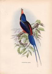 Red-Breasted Paradise-Kingfisher photo 4
