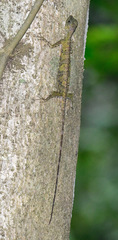 Draco quinquefasciatus