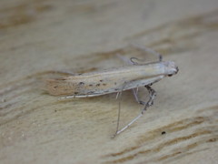Aspilapteryx tringipennella