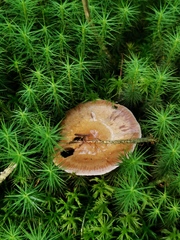 Cortinarius delibutus