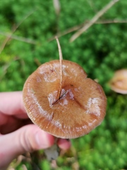 Cortinarius delibutus