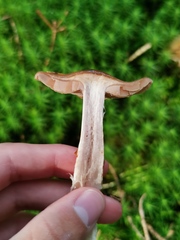 Cortinarius delibutus