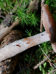 Cortinarius delibutus