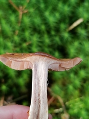 Cortinarius delibutus