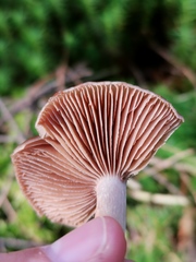 Cortinarius delibutus