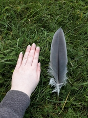 Ardea cinerea