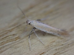 Aspilapteryx tringipennella