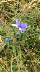 Cichorium intybus