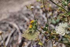 Daucus carota