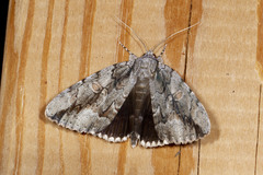 Catocala flebilis