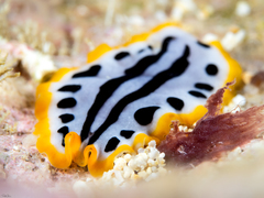 Pseudoceros scriptus