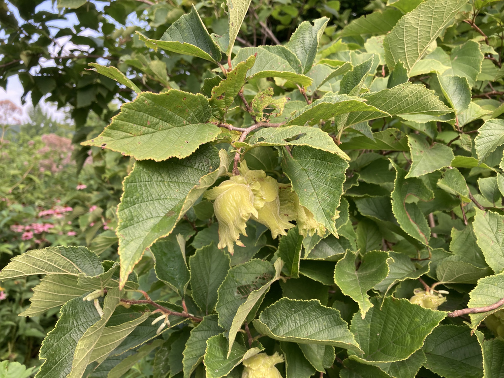 American hazelnut from Cass Park, Rink and Pool, Ithaca, NY, US on