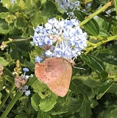 Callophrys augustinus iroides
