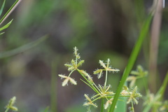 Cyperus dentatus