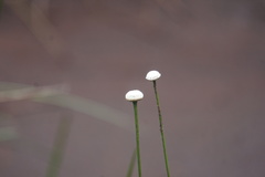 Eriocaulon aquaticum