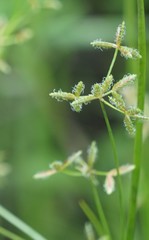 Cyperus dentatus