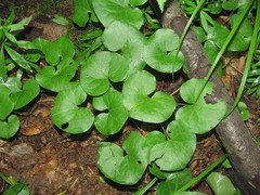 Asarum caucasicum