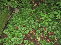 Asarum caucasicum