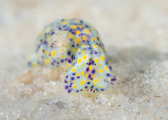 Lamprohaminoea ovalis